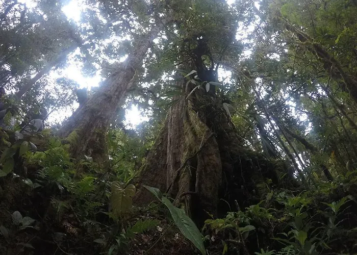 Cabana De Montana La Magnolia, Cerro De La Muerte De La Canuela Cloud Forest