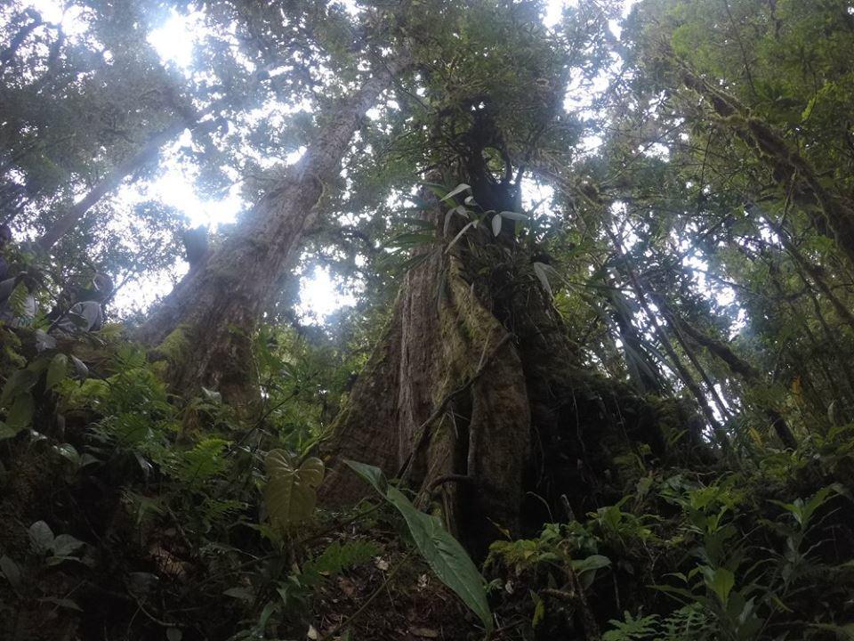 Chalet De Montana La Magnolia, Cerro De La Muerte De La Canuela Cloud Forest *