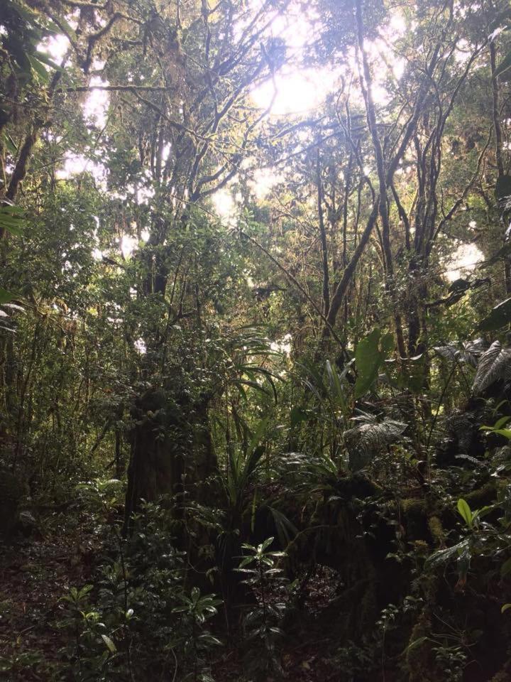 De Montana La Magnolia, Cerro De La Muerte De La Canuela Cloud Forest * Tres de Junio
